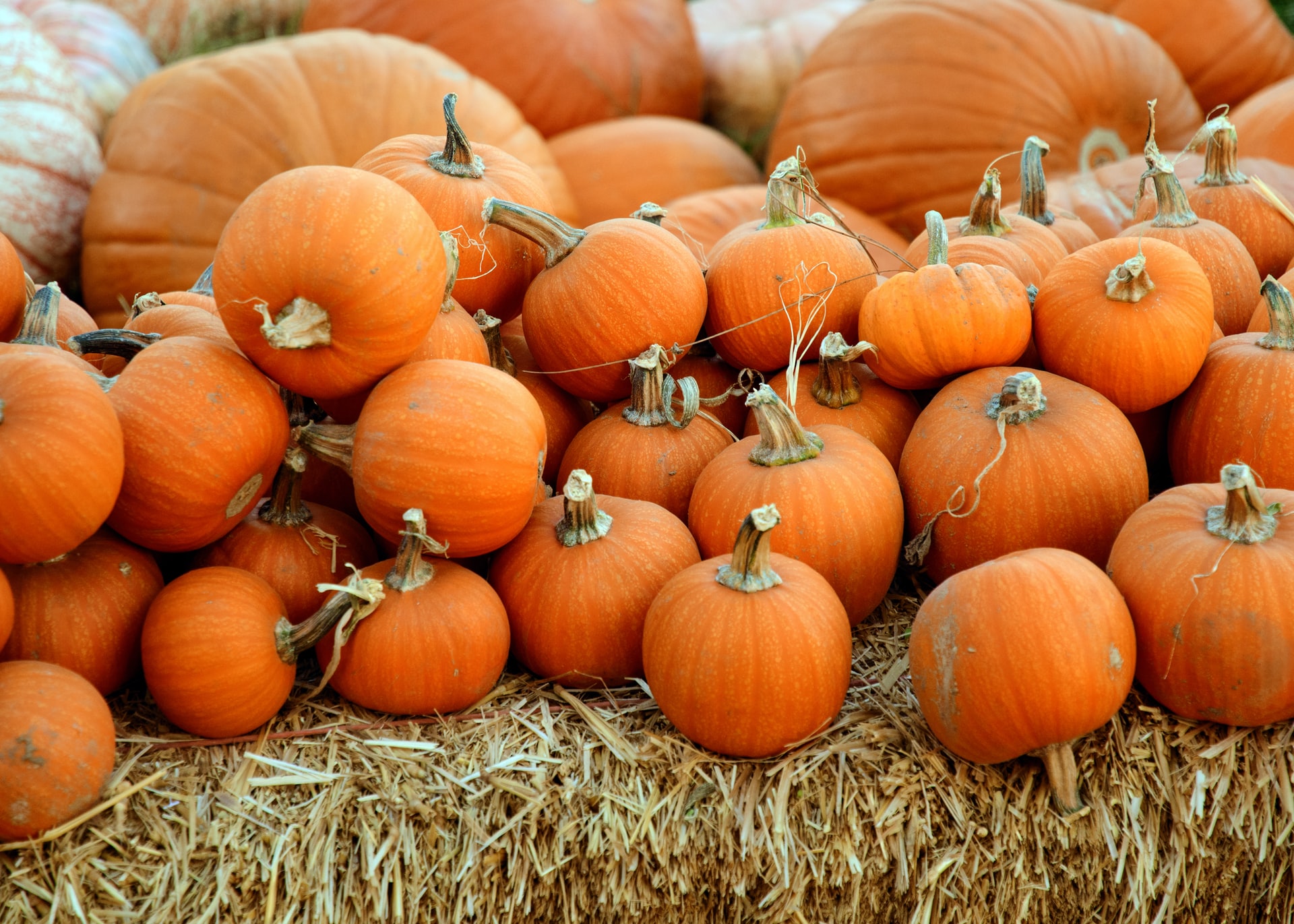 Decorating a Pumpkin in Your Harford County MD Apartment? Try These No-Carve How-Tos!