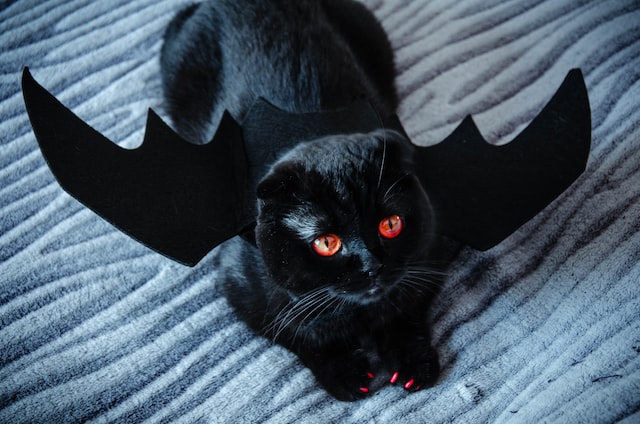 Cats & Bats Halloween 5k